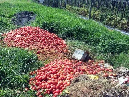 Mar del Plata: Productores tiraron 100 mil kilos de tomate