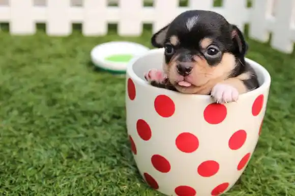 Los CURIOSOS y TIERNOS perritos «Tacitas de Té»