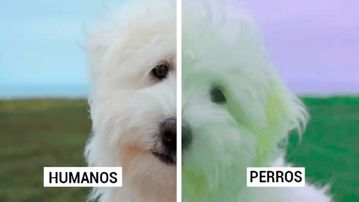 ¿Cómo ven los perros el mundo? Así son los ojos de nuestros mejores amigos