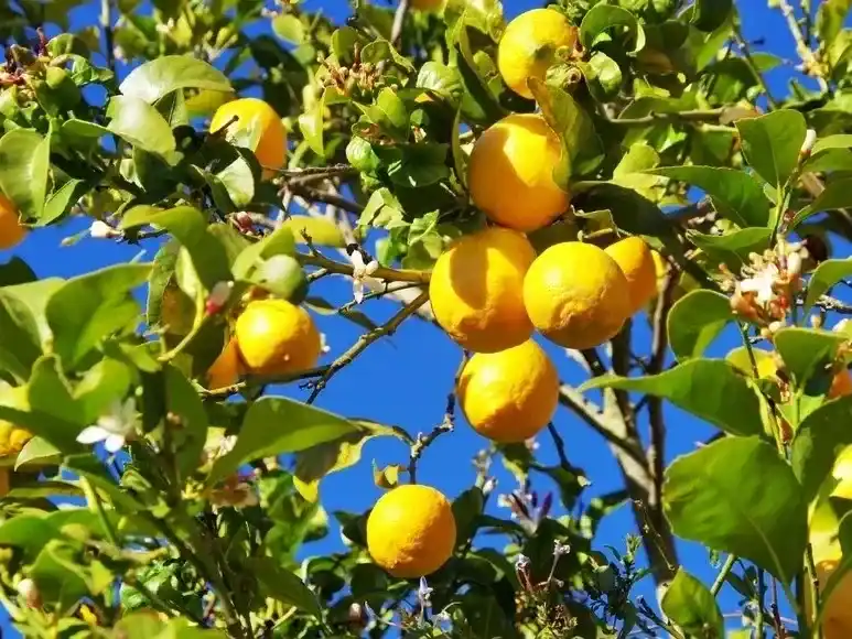 limones