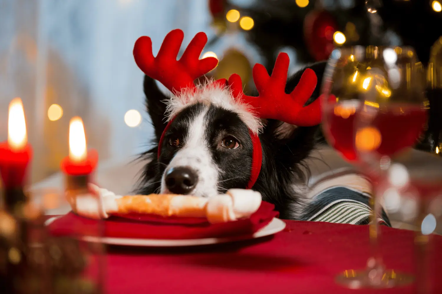 ¿Puedo darle sobras de la cena navideña a mi perro? Qué alimentos son seguros y cuáles evitar