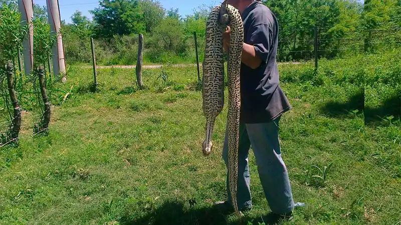 Encuentran en Entre Ríos una víbora de 2 metros entrando a una casa