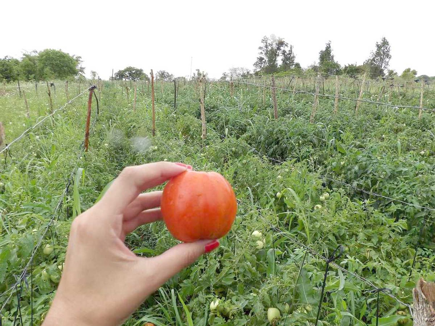 Productores paipperos con asistencia técnica y de insumos