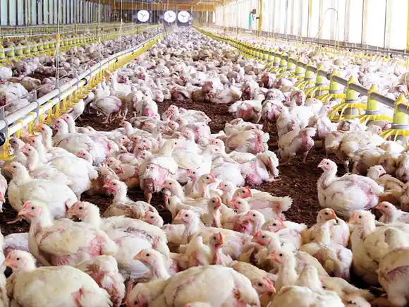 China vuelve a comprar pollo y habilitó la importación de frutos secos de la Argentina