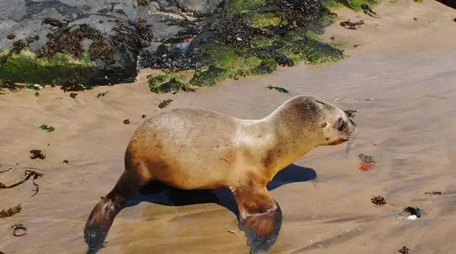 Liberarán a dos lobos marinos en la ciudad