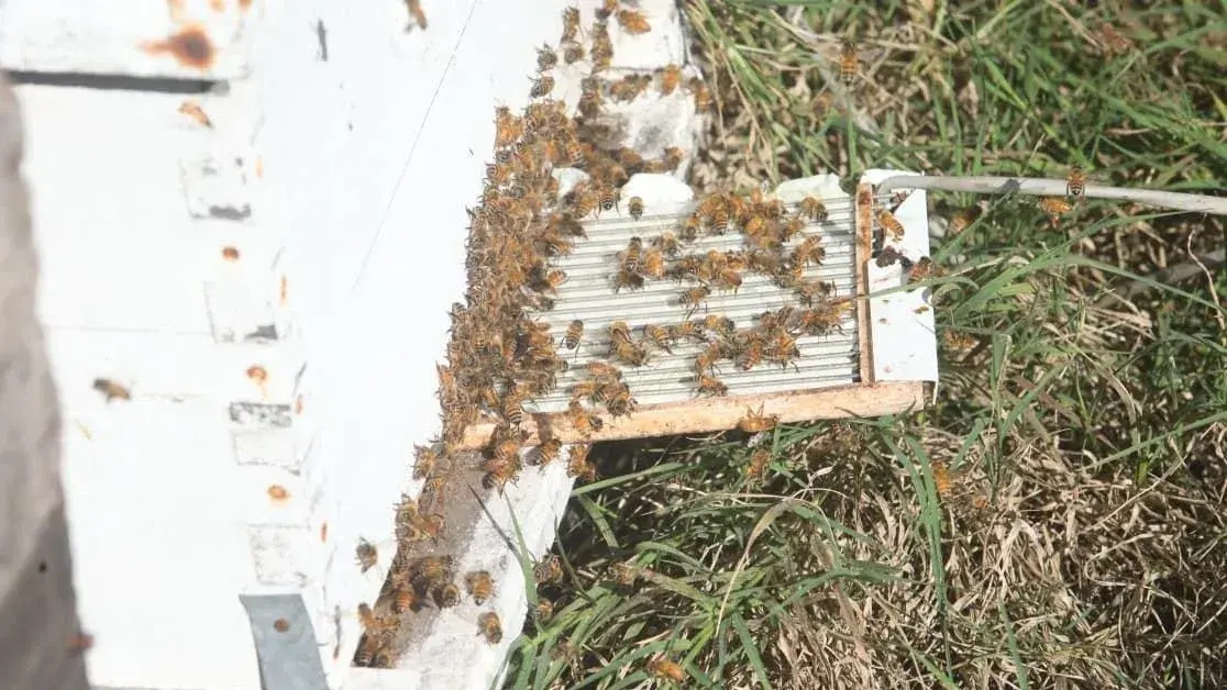 Una empresa apícola de Ceres creció a partir del Santa Fe Business Forum y desarrolló productos con apitoxina