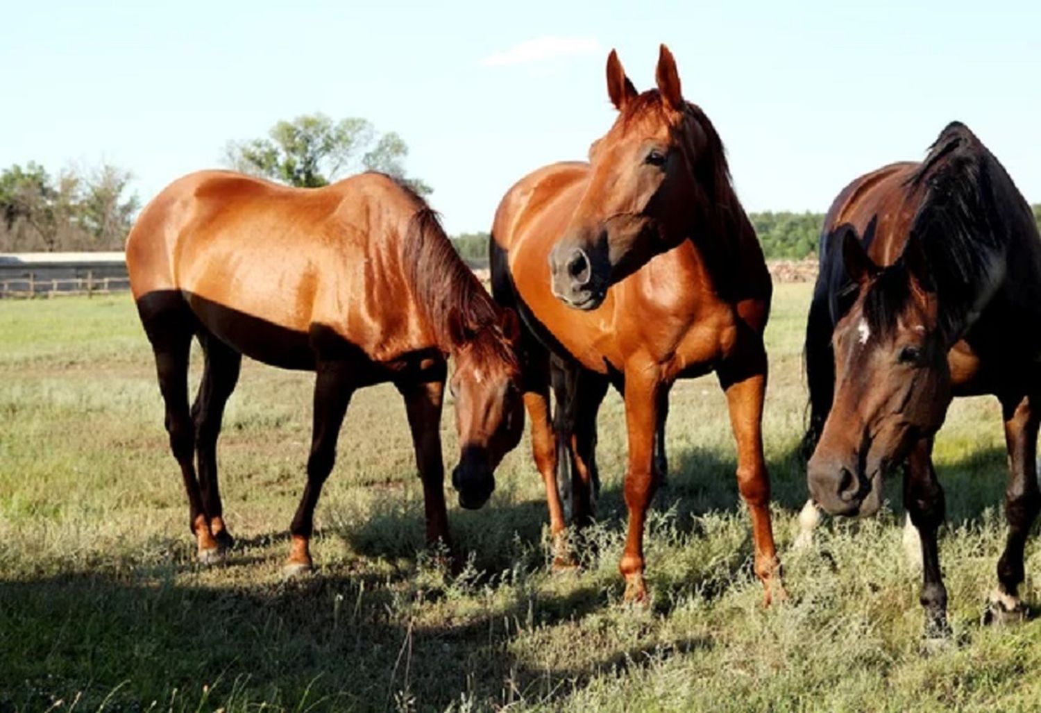 Robó tres caballos de una vivienda y quedó detenido