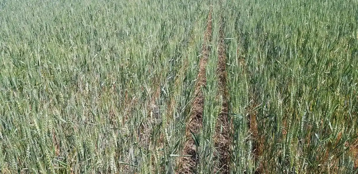 Crítico final de campaña del trigo en el centro y norte de Santa Fe