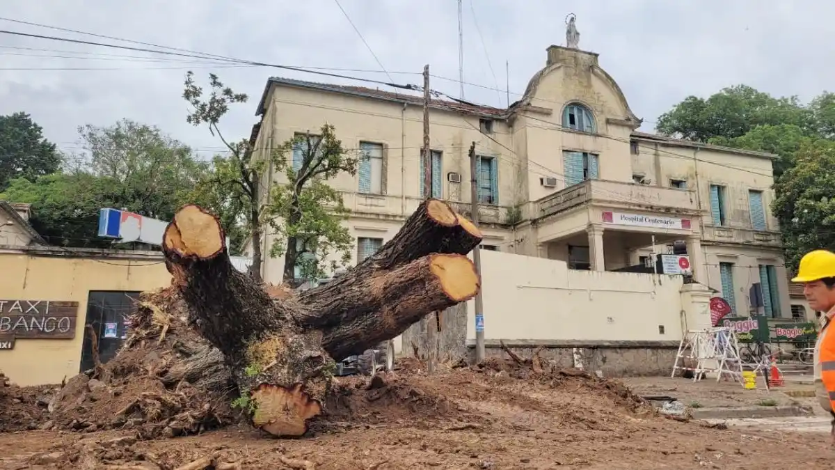 Sacaron un histórico árbol de la vereda del Hospital Centenario