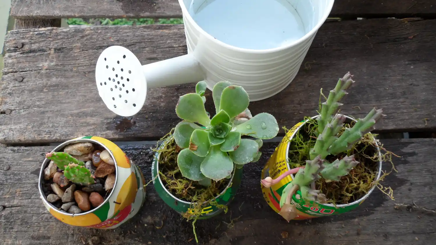 Aprendé a cultivar tus suculentas