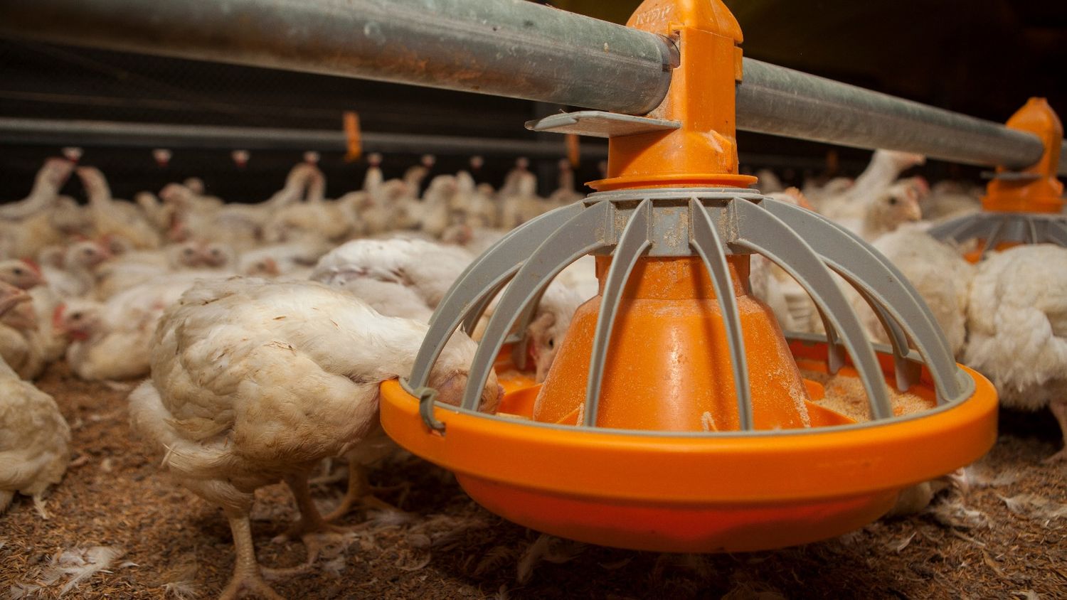 Brasil instala barreras sanitarias por un brote de gripe aviar que frena las exportaciones
