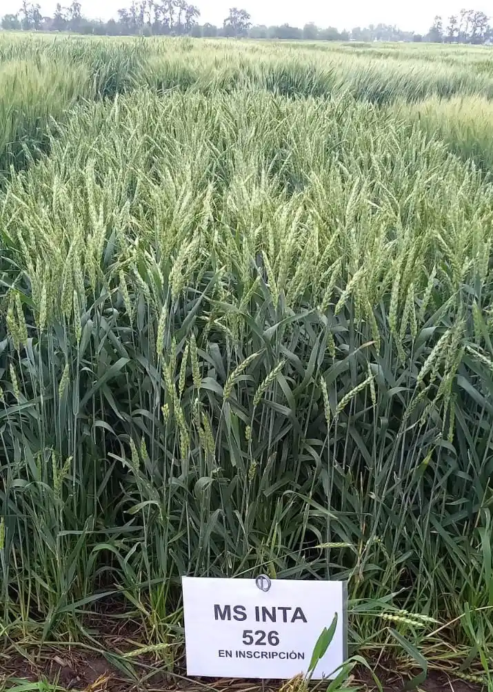 a todo trigo barrow mas - 2