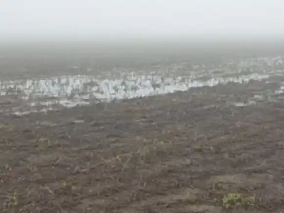 Por la humedad, sigue a marcha lenta la siembra del trigo entrerriano