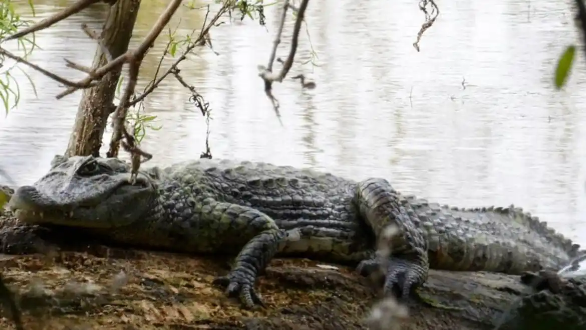 Reapareció un yacaré en una reserva natural entrerriana, y lo hizo acompañado