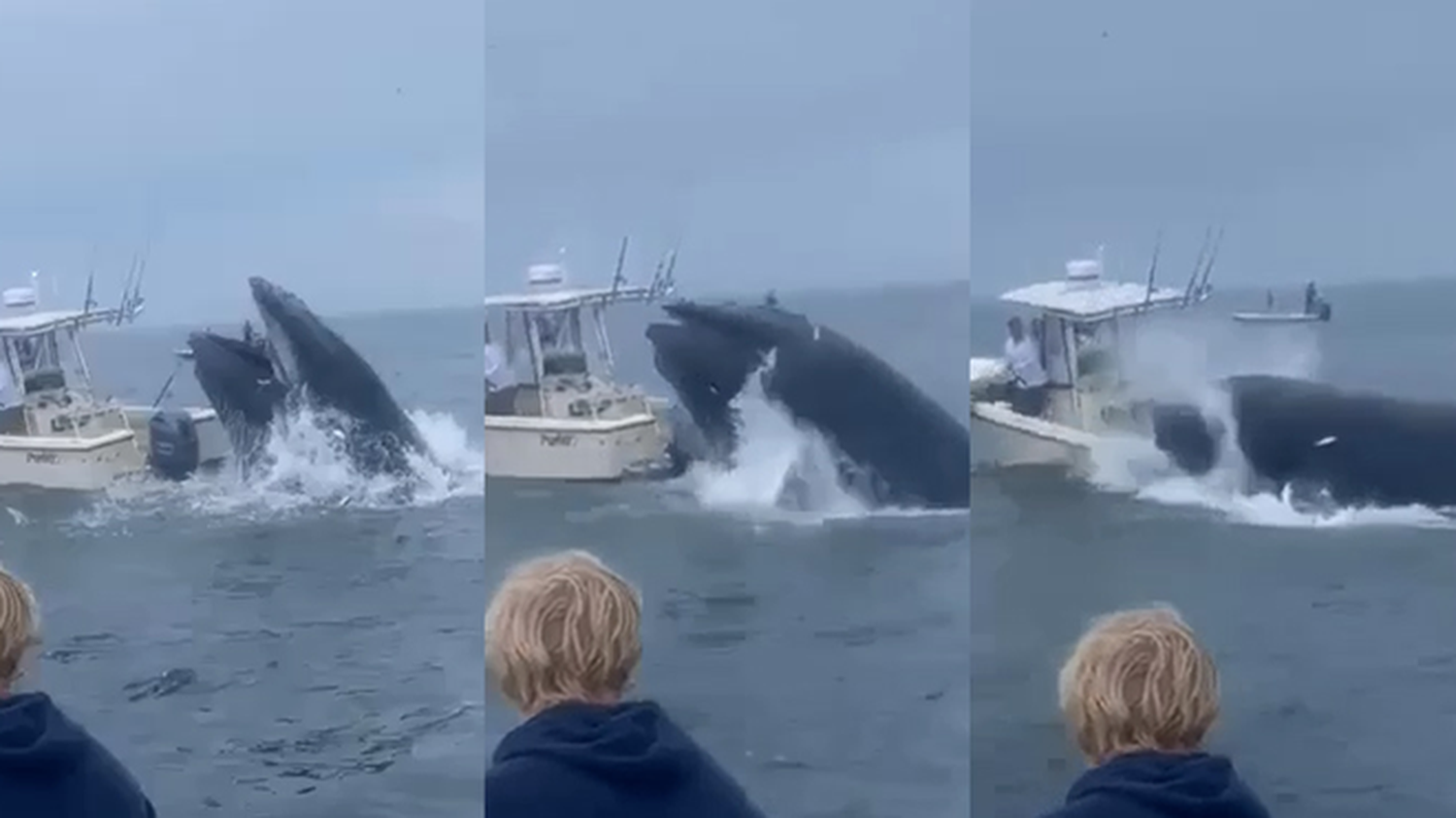 Whale lands on boat off New Hampshire coast throwing people into ocean