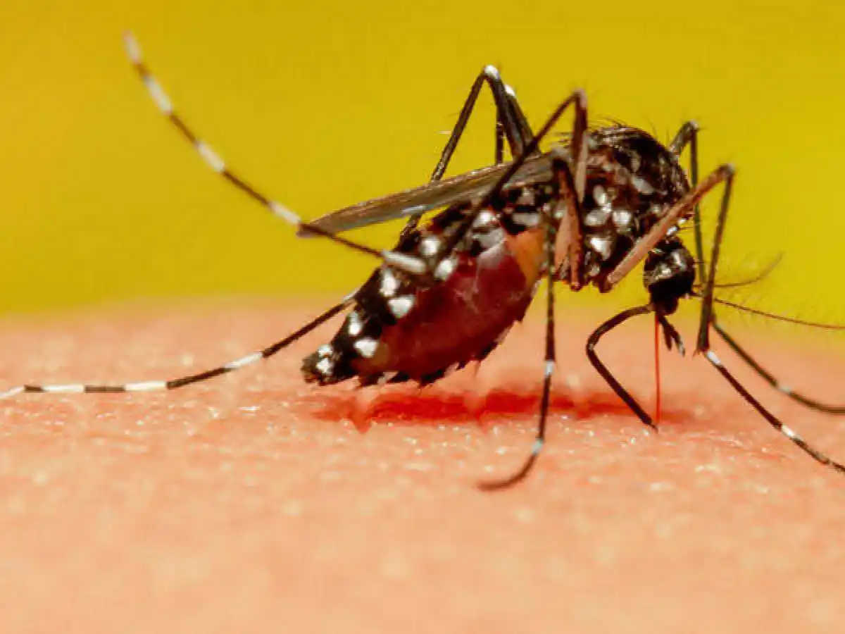 Los mosquitos prefieren picar a los que toman cerveza