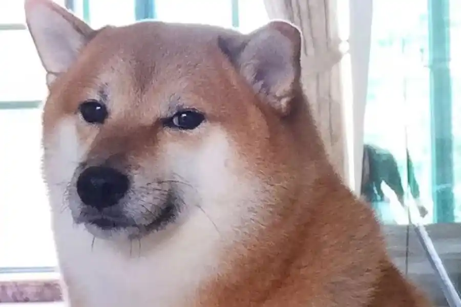 Murió Cheems, el perro más viral de Internet y famoso por sus memes