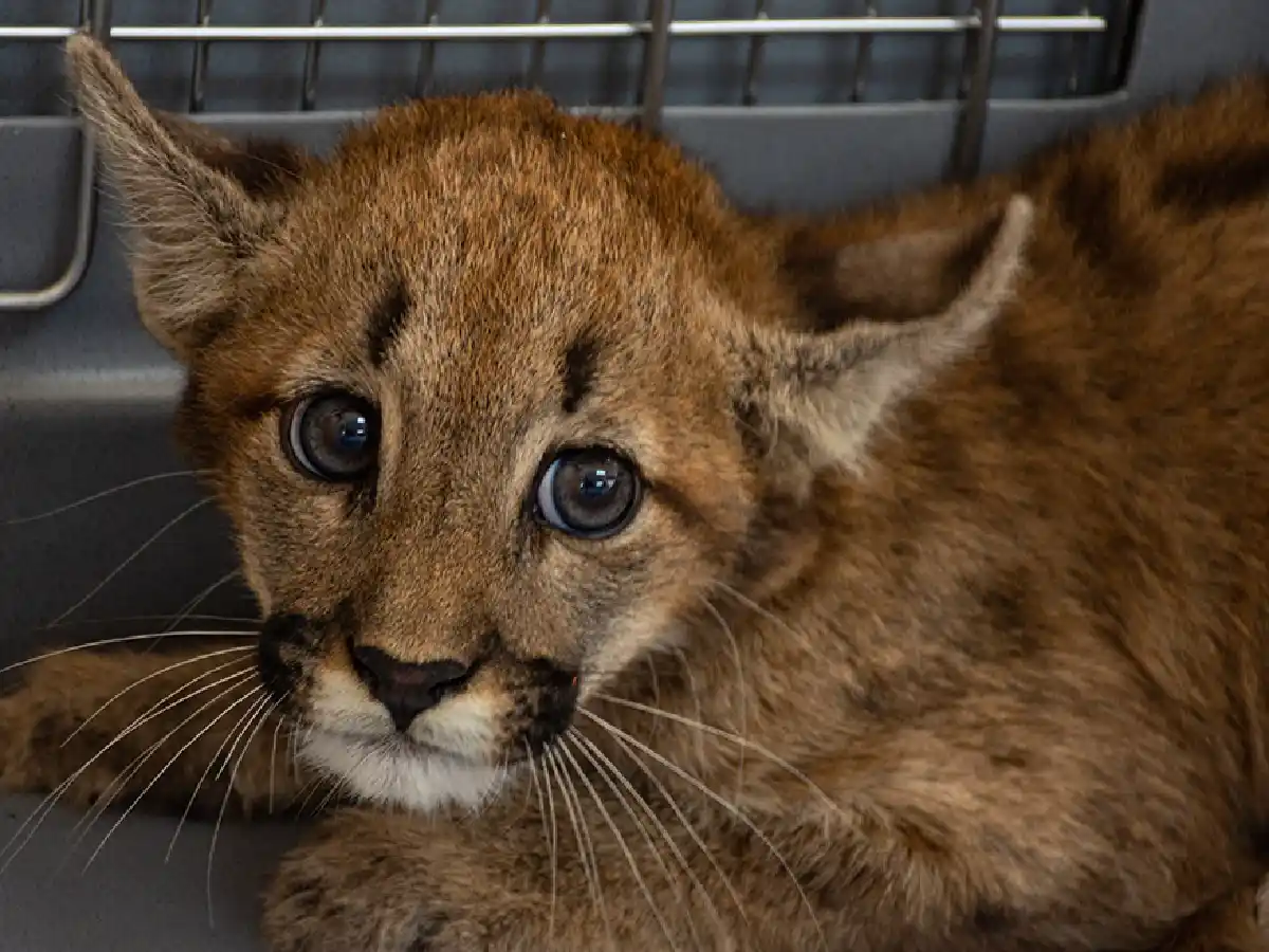 Rescatan cachorro de puma en un campo de Córdoba y lo derivan a una reserva para su recuperación
