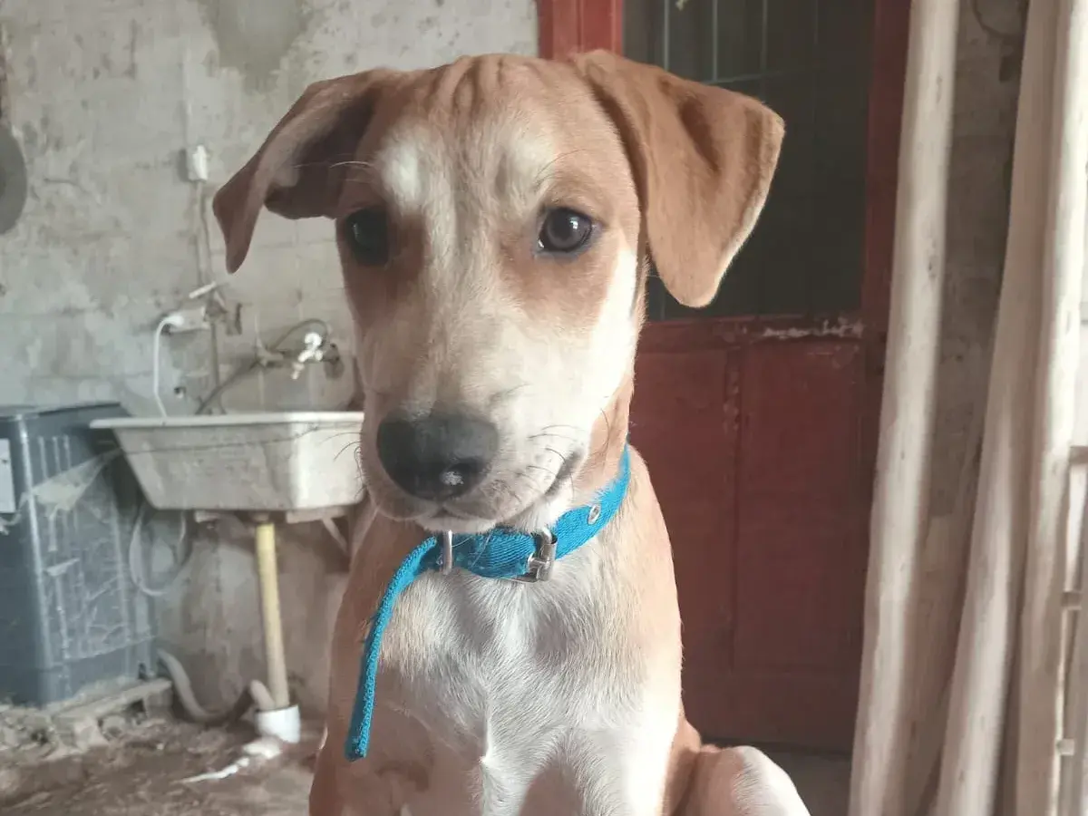 Perrito perdido en calle Mateo Sbert