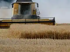 La cosecha de trigo de la actual campaña se perfila cómo récord
