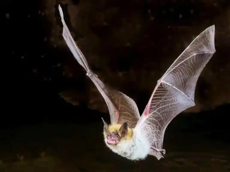 Los murciélagos no desarrollan cáncer: los científicos  están cerca de entender por qué