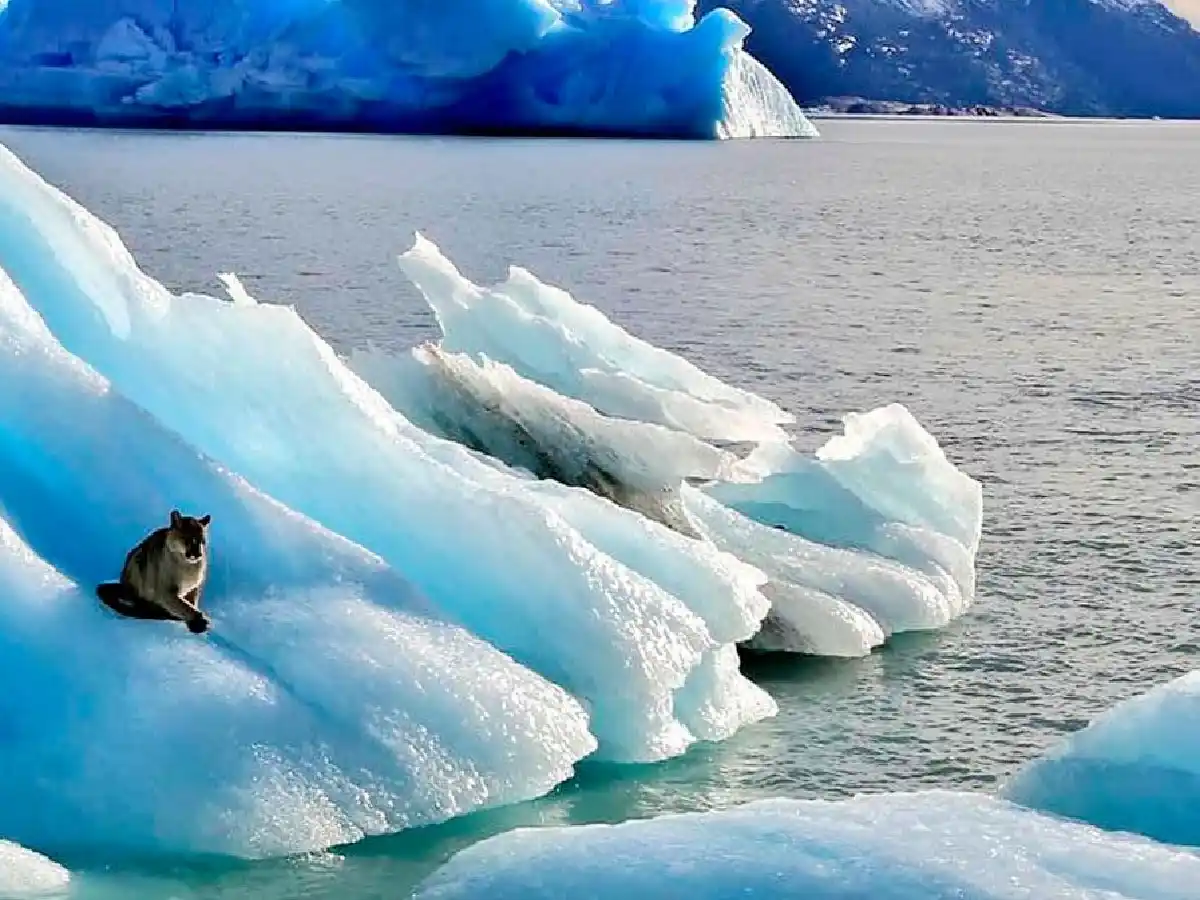 ¿Cómo terminó la historia del puma varado sobre un iceberg en la Patagonia?