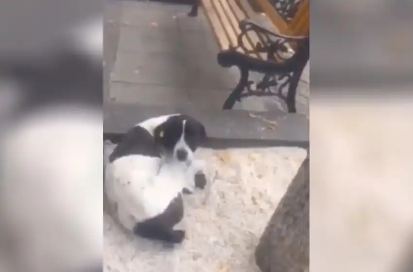 La increíble reacción de un perro al ver a su dueño después de tres años