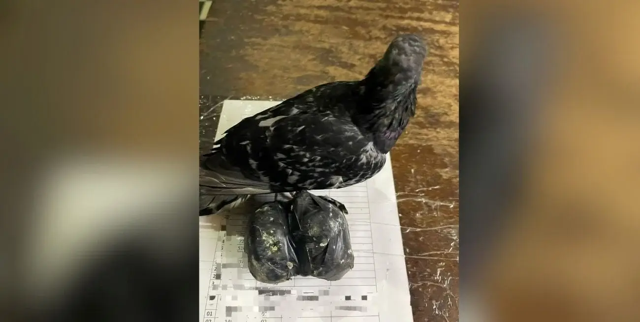 Otra más y van...: atraparon una paloma con marihuana en Coronda