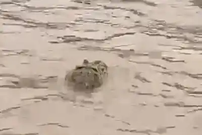 Video: apareció un yacaré enorme en la Laguna Setúbal