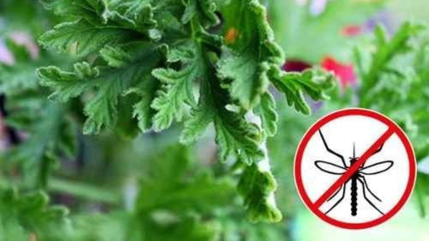Plantar y cultivar citronella, la planta repelente de mosquitos