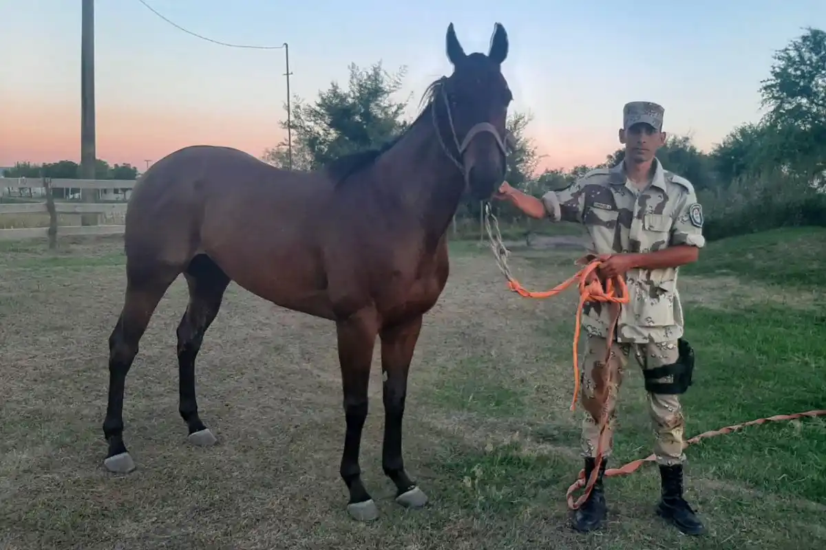 Restituyeron un caballo de carreras tras un intento de venta