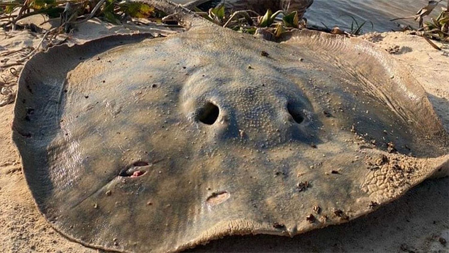 Pescaron una raya gigante de 120 kilos en el río Paraná