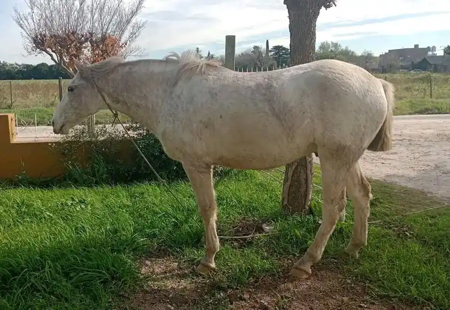 Buscan caballo: desapareció en La Buena Moza