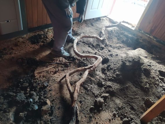 Raíces del arbolado público provocaron profundos daños en el piso de una vivienda