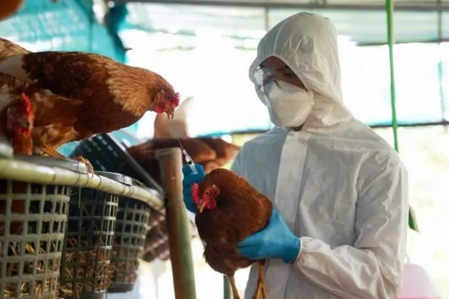 Argentina recupera su estatus sanitario: el país vuelve a ser libre de influenza aviar