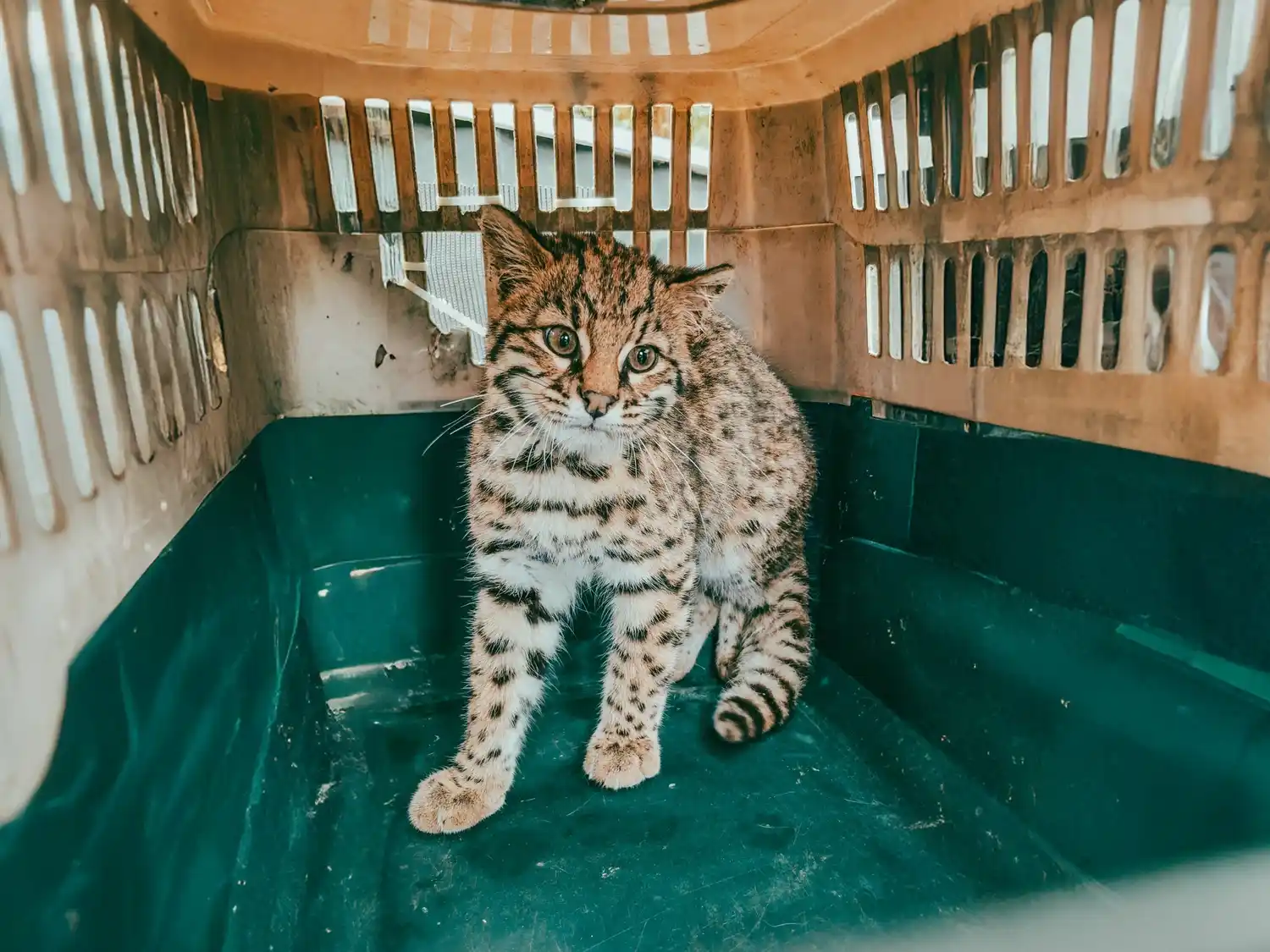 Insólito hallazgo en un criadero de pollos