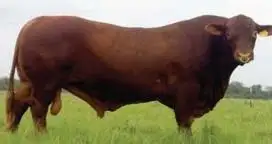 Los toros también tienen su "bolsa blanca"