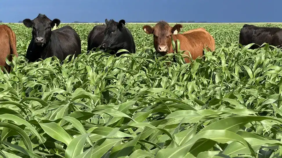 La eficiencia hecha cría y recría en Tres Arroyos y Laprida