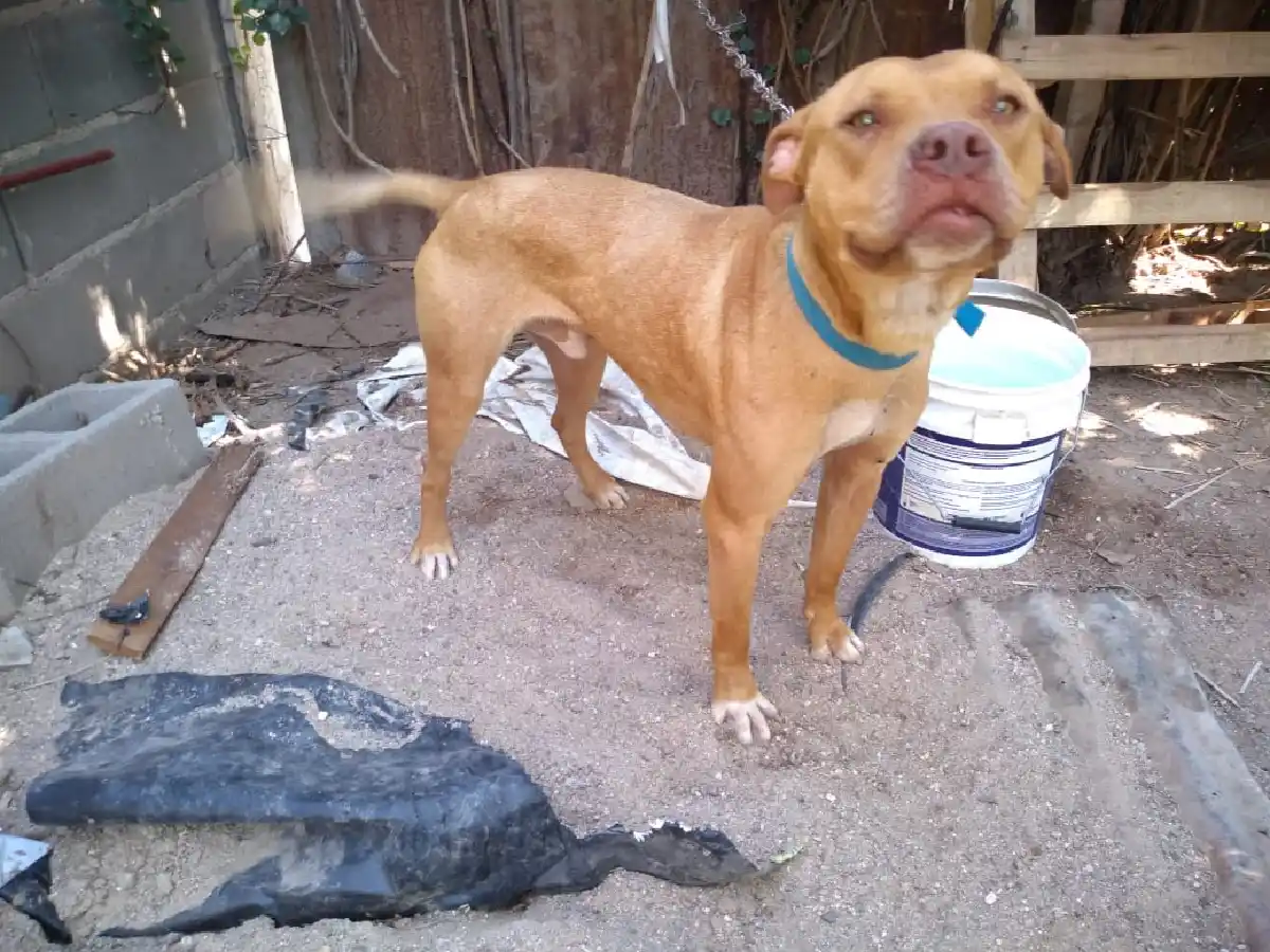 Brinkmann: allanan una casa y rescatan a un perro por malos tratos