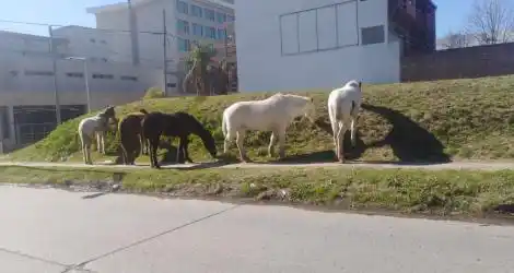 Caballos sueltos