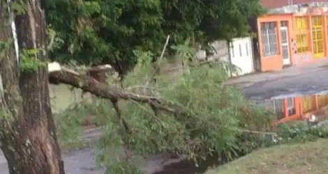 Rama de árbol caída en la zona del Fonavi