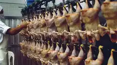 Trabajadores pidieron compensación económica y frigorífico ofreció siete pollos