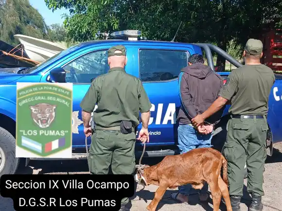 Secuestraron una ternera en una requisa domiciliaria: actuaron “Los Pumas” de Villa Ocampo