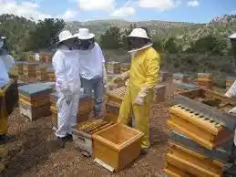 “Gualeguay es muy productivo en miel pero merma por la gran superficie sembrada”