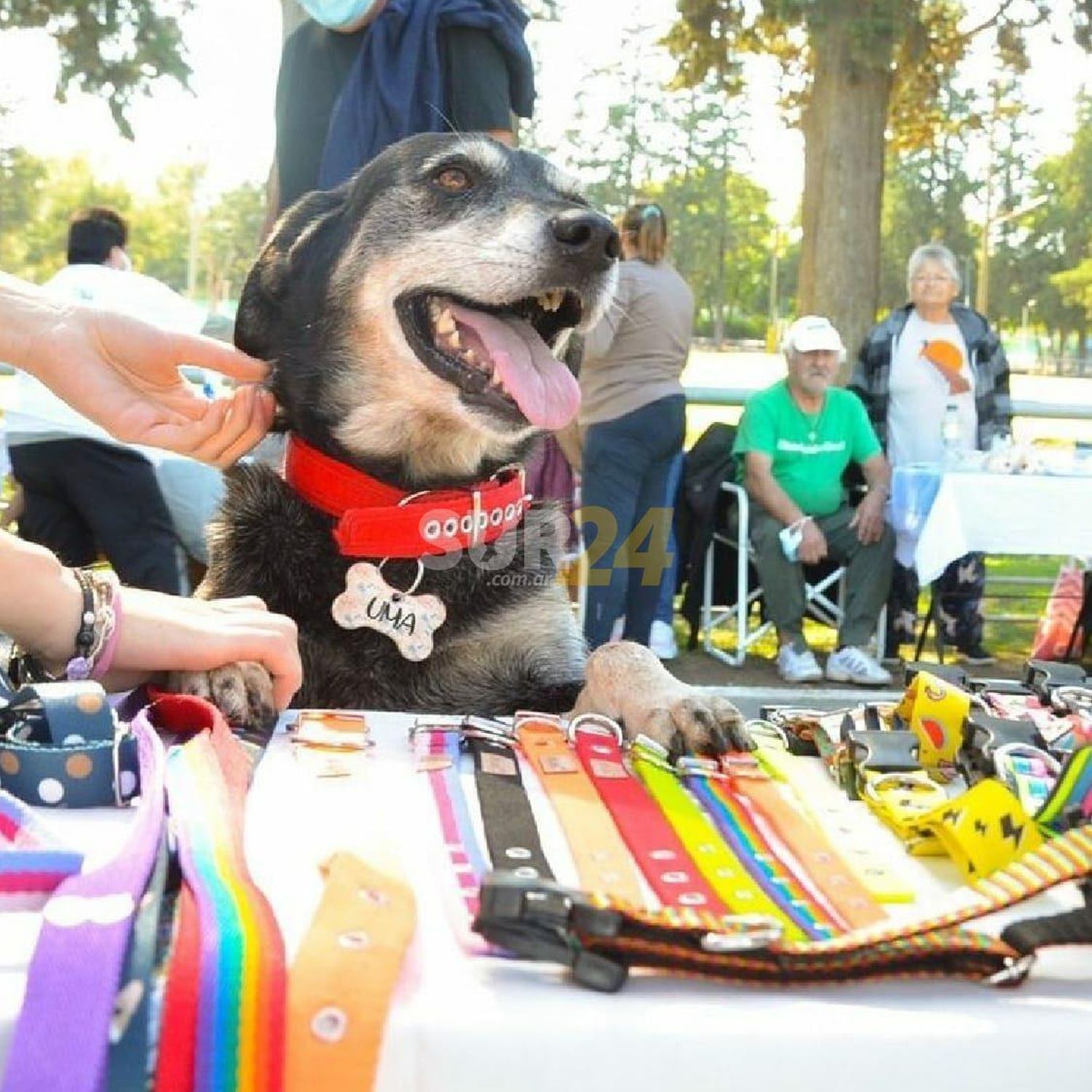 Vuelve la Feria Mascotera en el “Venite al Parque” del domingo 