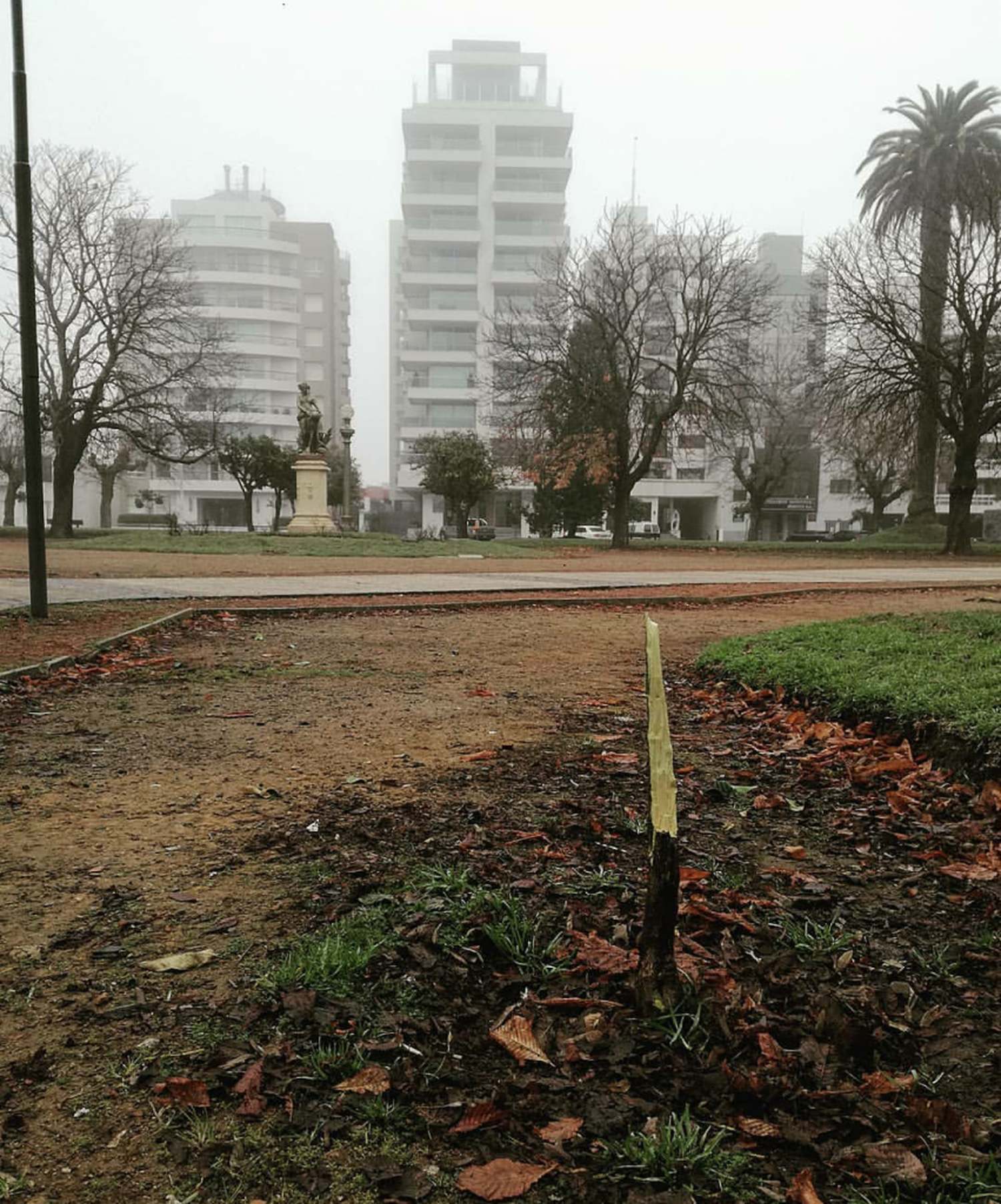 Destrozaron un naranjo de la Plaza Independencia