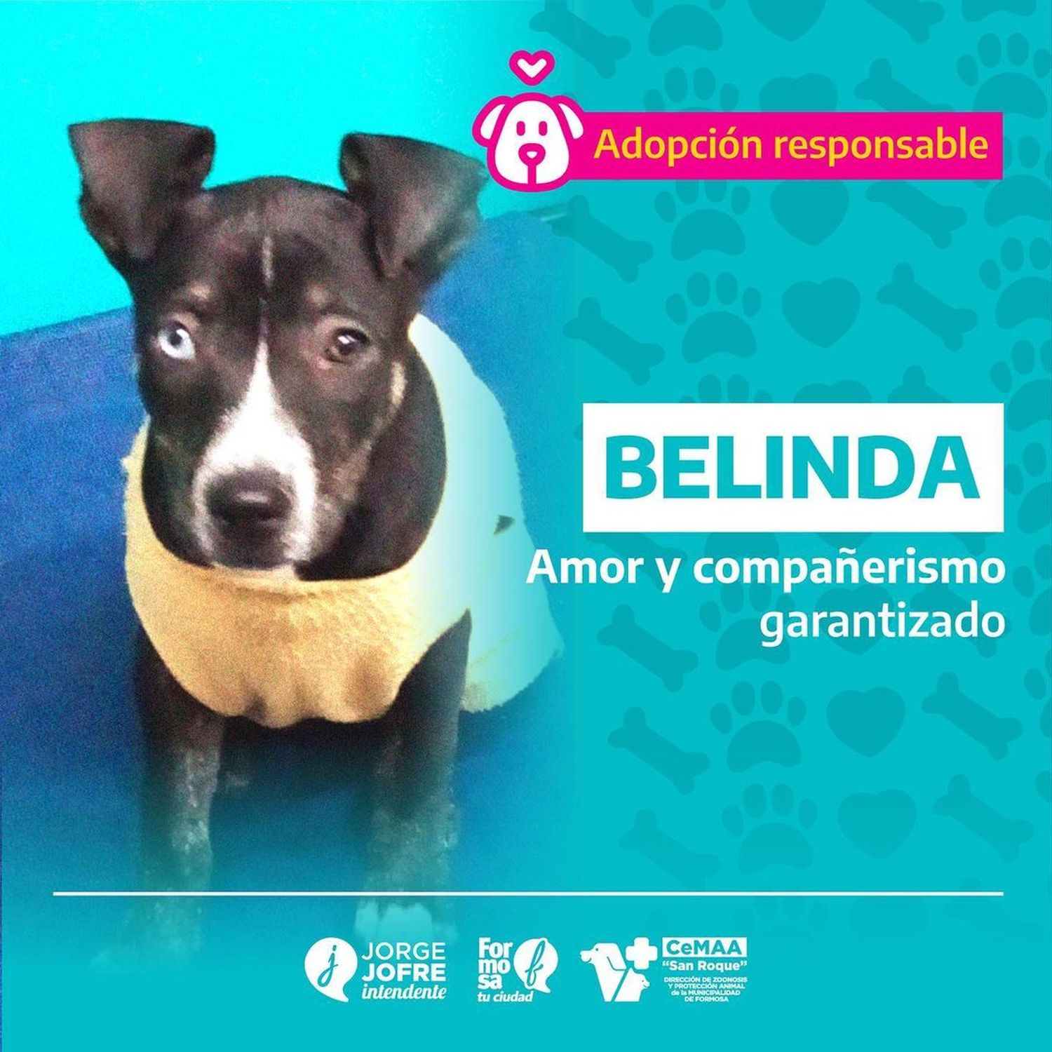 “¡No compres, adopta!”: la iniciativa para que Firulais, Estrella y Belinda encuentren una familia