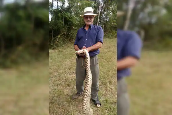 Encontraron una yarará gigante en la zona del Salto de Méndez 