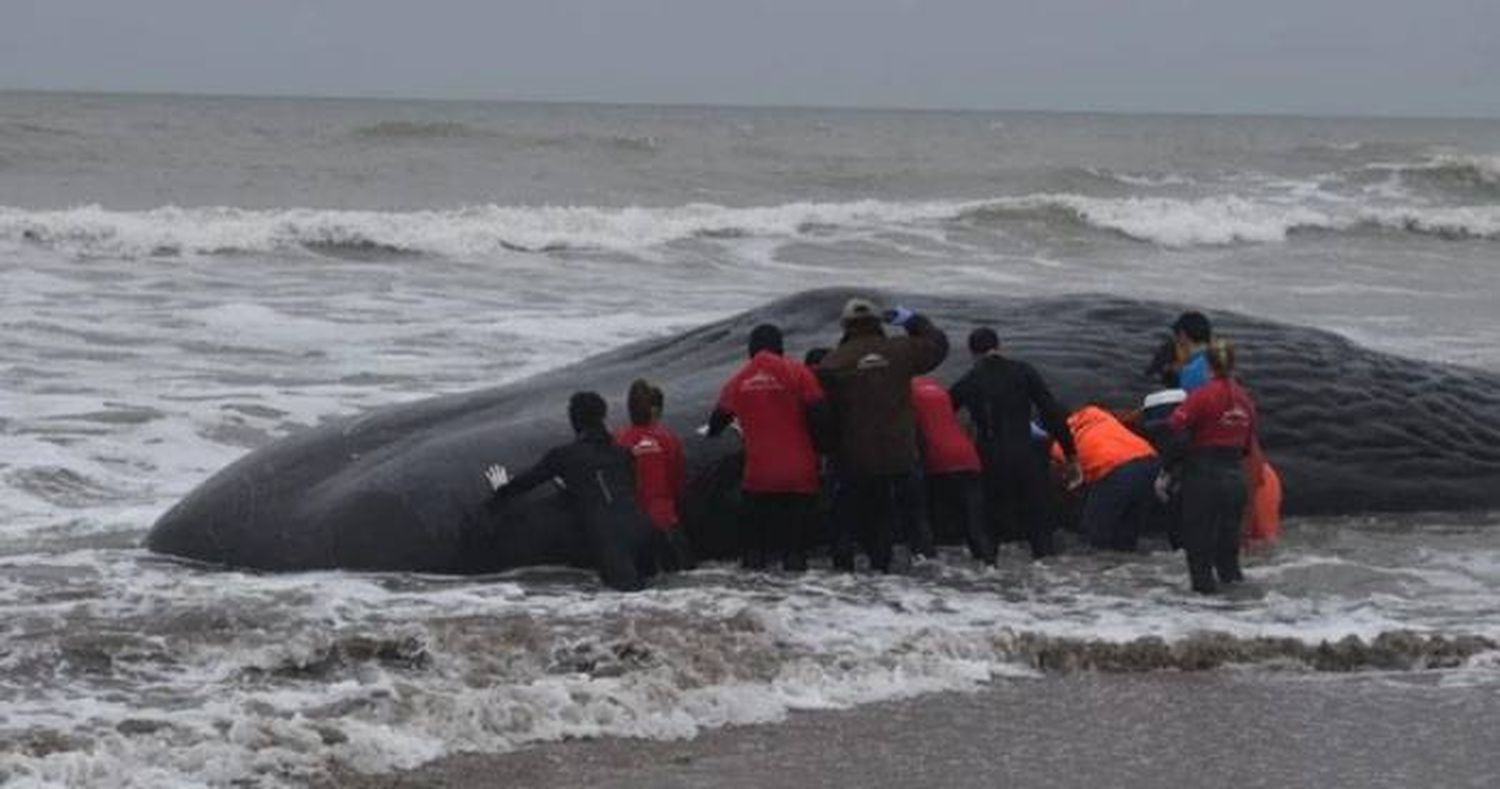 Crearon la red de asistencia y rescate de fauna marina