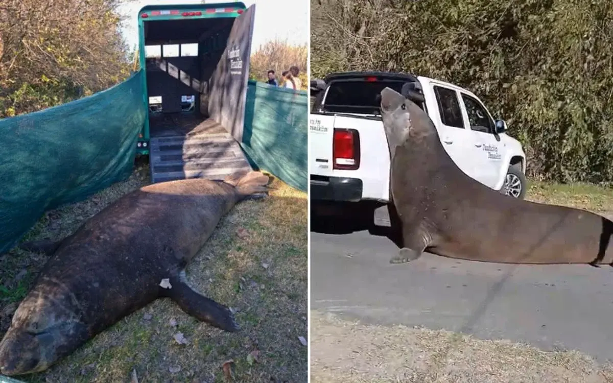 El elefante marino que había generado sorpresa en Ensenada fue finalmente devuelto al mar este miércoles.